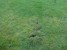 &copy; Bren J (Eye On The Sky) : lawn damaged by dog kennel